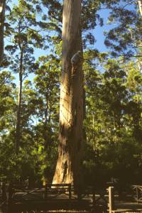 As florestas do sudoeste: eucalipto gigante
