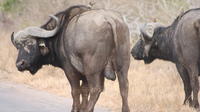 Safari do Parque Nacional Kruger saindo de Joanesburgo