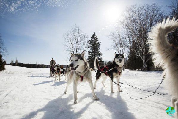 10 places to go dog sledding in Quebec