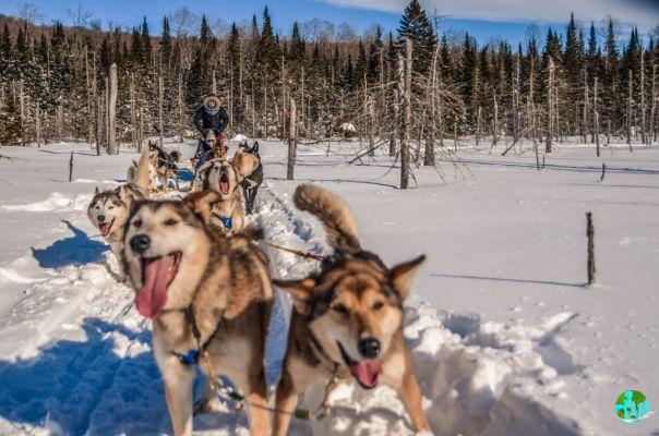 10 lugares para passear de trenó puxado por cães em Quebec