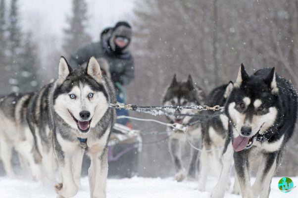 10 lugares para pasear en trineos tirados por perros en Quebec