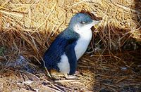 Tour serale di Phillip Island e parata dei pinguini