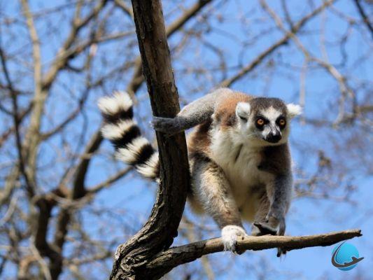 Los 8 lugares para ver absolutamente durante una estancia en Madagascar