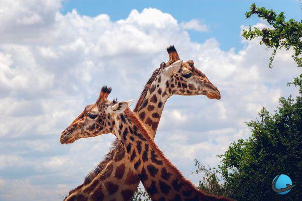 5 tips for a successful photo safari in Tanzania and Kenya
