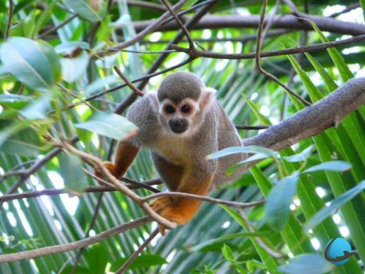 O que ver na Guiana: nossas 13 visitas imperdíveis