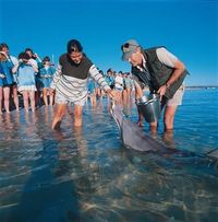 Tour de cinco días con delfines en Monkey Mia, Pinnacles Desert, Kalbarri y Ningaloo Reef desde Perth