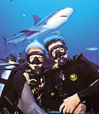 Mergulho com tubarões de Nassau