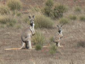 Le parc national des Flinders Ranges (2/2) – Wilpena Pound