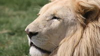 Excursão privada: excursão de meio dia ao Lion Park
