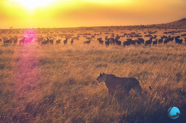 Where to go on Safari? The star countries of Africa