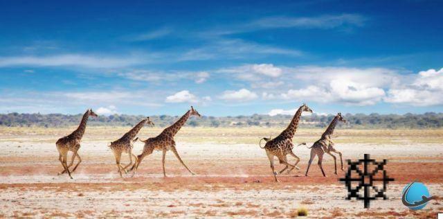 Where to go on Safari? The star countries of Africa