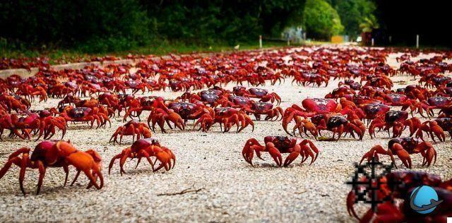 Christmas Island: the incredible crab island
