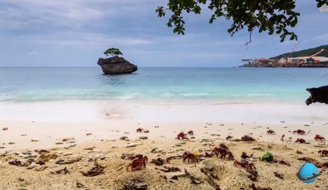 Christmas Island: l'incredibile isola del granchio