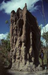 Litchfield National Park: Waterfalls and Termite Mounds