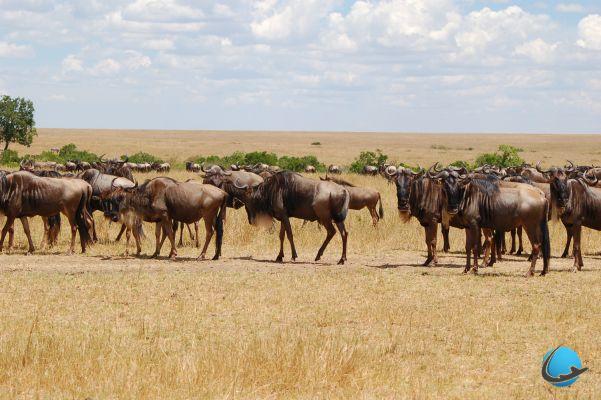 Safari fotografico in Kenya in 30 scatti