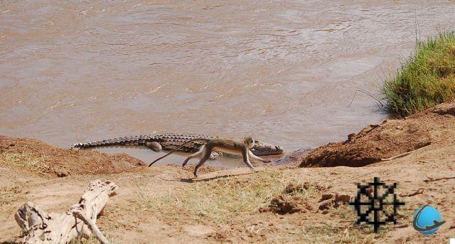 Safari fotográfico en Kenia en 30 tomas