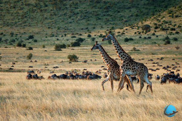 Photo safari in Kenya in 30 shots