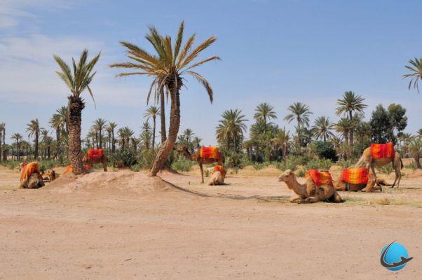 ¿Qué hacer en Marrakech? Aquí hay 14 visitas imperdibles