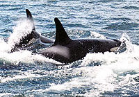 Victoria Tour: Whale Watching