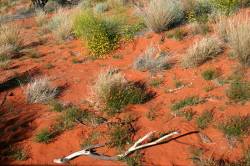 Uluru-Katja Tjuta: natura e cultura