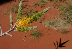 Uluru-Katja Tjuta: Natureza e Cultura