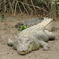 Safari de cocodrilos de Whitsunday con almuerzo incluido