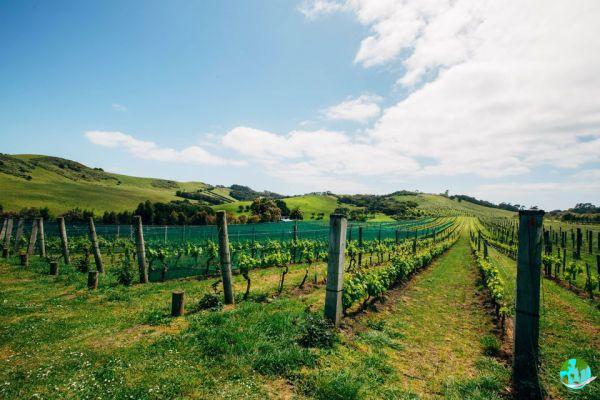 What to do in Auckland? Must-do activities