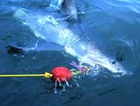 Bucea o haz esnórquel con grandes tiburones blancos