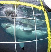 Mergulho ou snorkel com grandes tubarões brancos