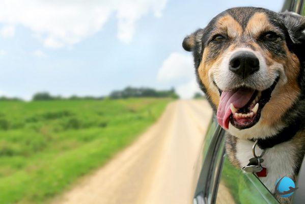 4 tips for traveling with your pet