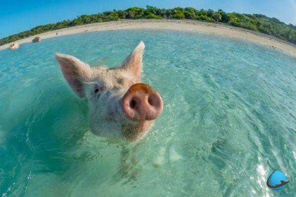 In the Bahamas, you can swim with the pigs!