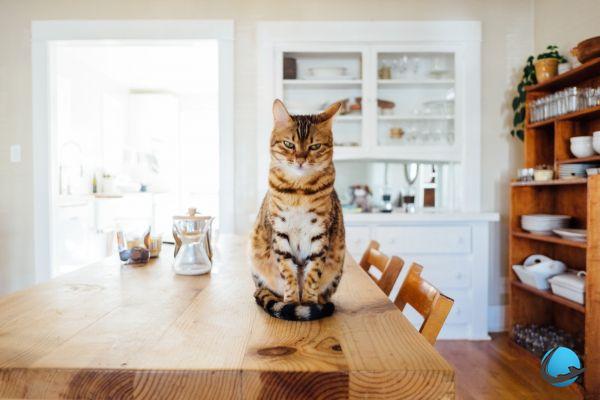 5 solutions to keep your cat on vacation