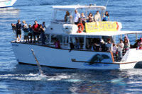 Avistamiento de ballenas y Surfer's Paradise en una excursión de un día desde Brisbane