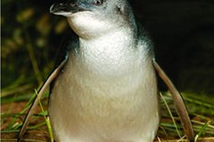 Private Tour: Phillip Island, Penguin Parade and Moonlit Sanctuary Conservation Park from Melbourne