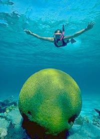 Veja o peixe-boi Belize e faça um cruzeiro na barreira de corais para mergulhar com snorkel