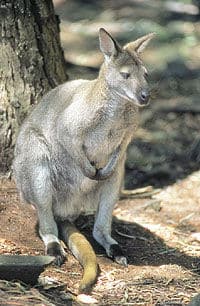 Excursión de un día a Ballarat y Sovereign Hill con opción de parque de vida salvaje desde Melbourne